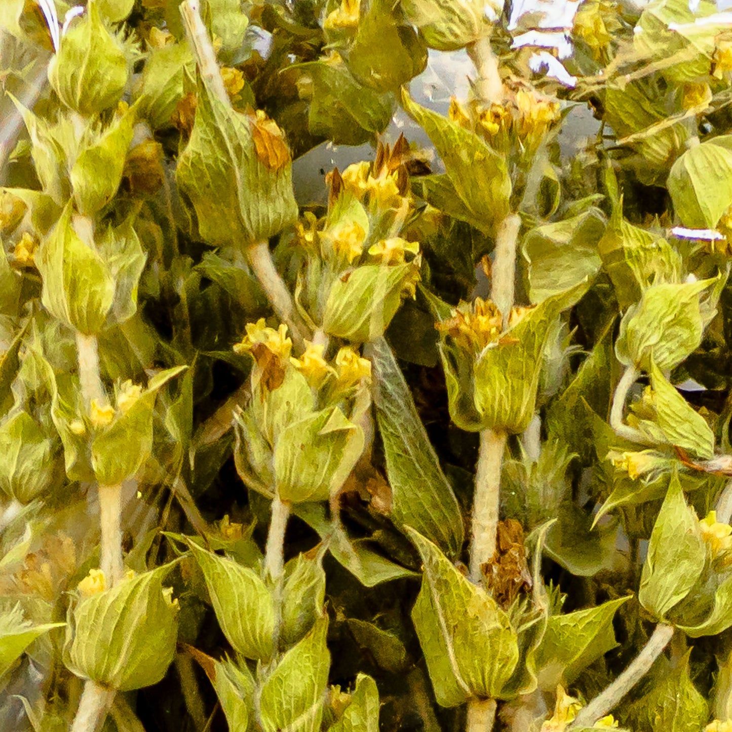 Mount Taygetos Greek Mountain Tea Bunch